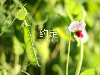 FB体育官方网站-NBA季后赛之夜，米切尔如何用教科书级表现定义巨星时刻